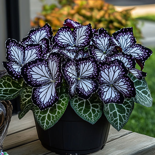 Black Purple Begonia 'Moonlight Butterfly' Seeds