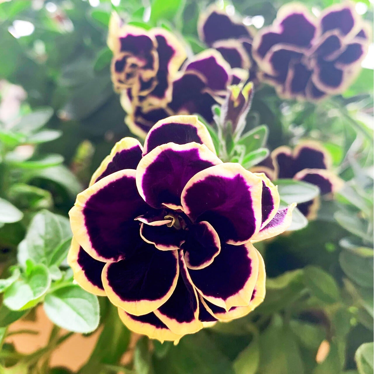 Rare Double Petunia "Galaxy Dreams" Mixed Seeds