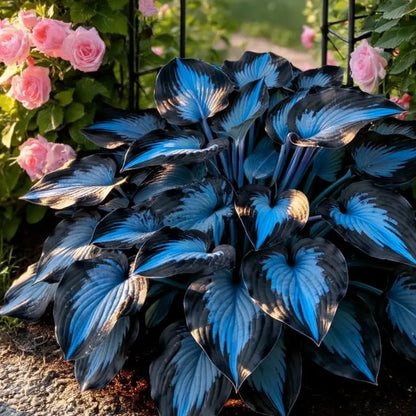 💙 Midnight Blue Heart Hosta Seeds Perennial Shade Plant
