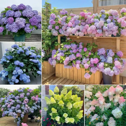 Hyadrange Seed-Perennial Flower Seeds-Easy To Plant