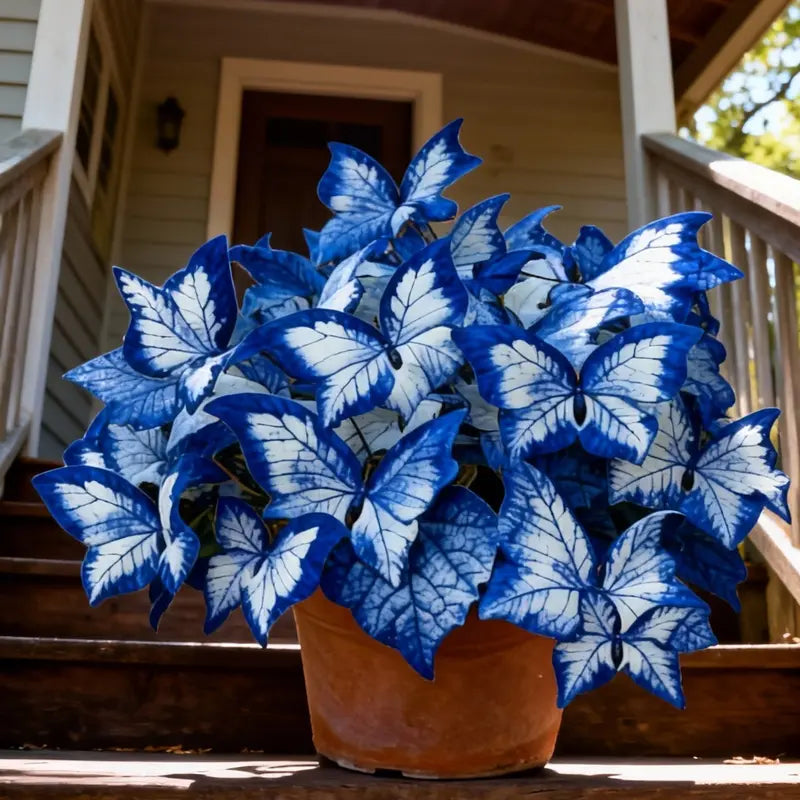 Blue Begonia 'Moonlight Butterfly' Seeds