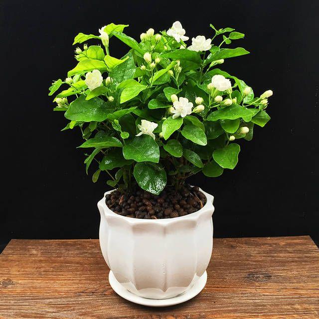 Rare Double Jasmine Seeds – Stunning Fragrant White Blooms