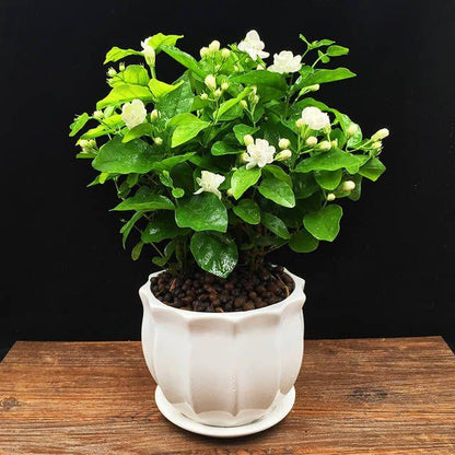 Rare Double Jasmine Seeds – Stunning Fragrant White Blooms