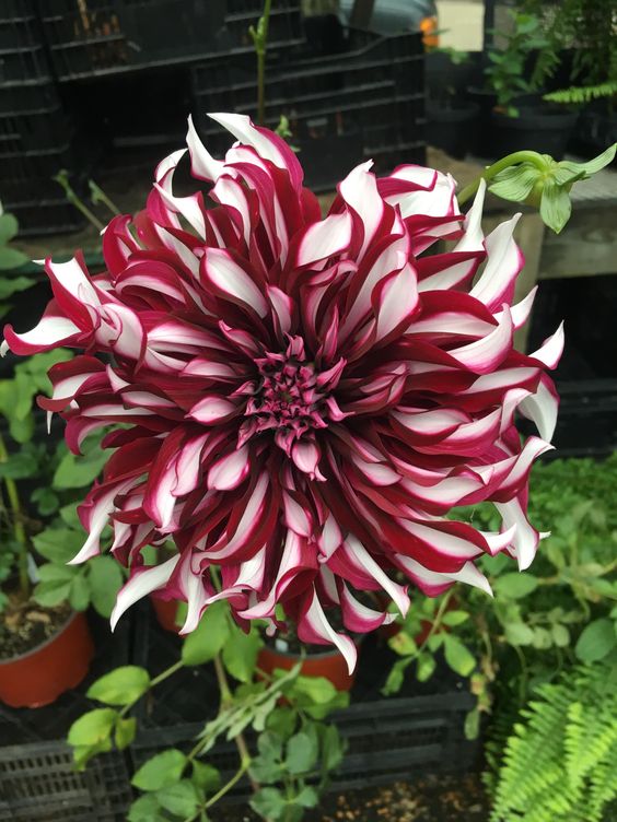 Dahlia Double Mix Garden Rare Flower Multi-colors