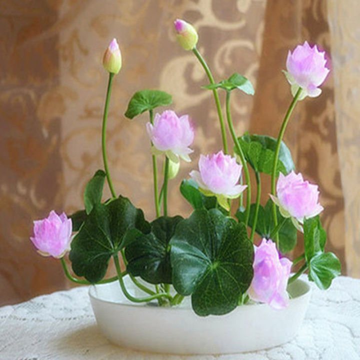 💖💖 The Premium Bonsai Lotus Flower Seeds - Non-GMO Heirloom Water Garden Plant