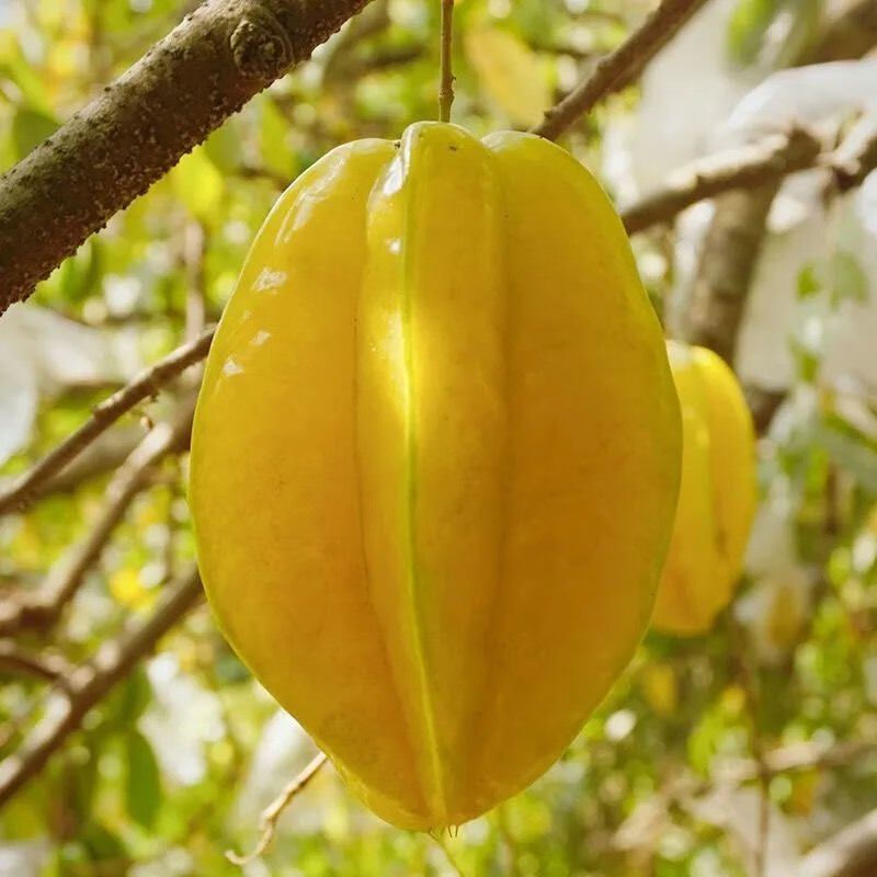 Sweet Starfruit Seeds-Four Seasons Potted