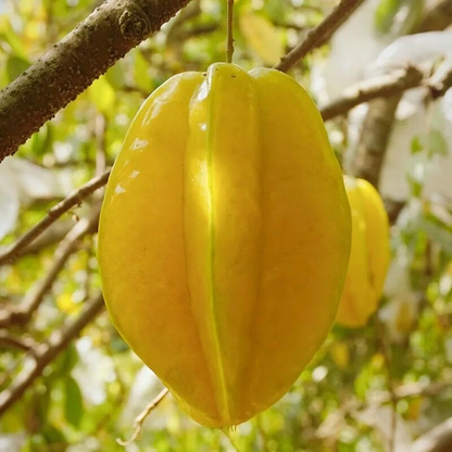 Sweet Starfruit Seeds-Four Seasons Potted