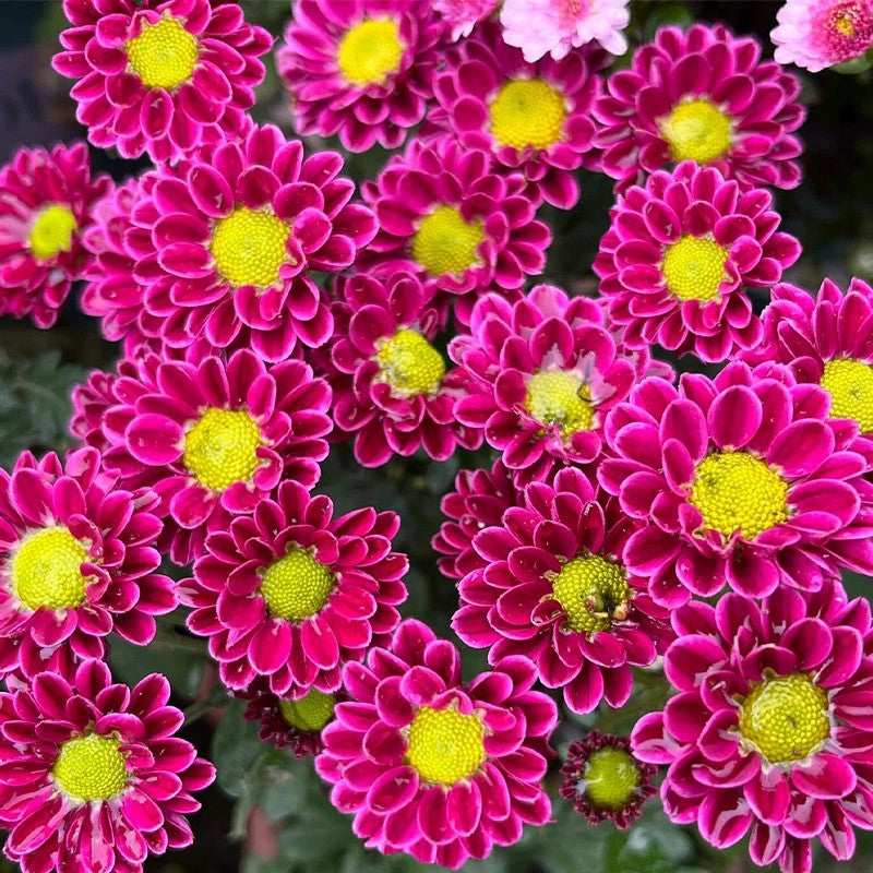Bellis Perennis 'Mini Daisy' Seeds