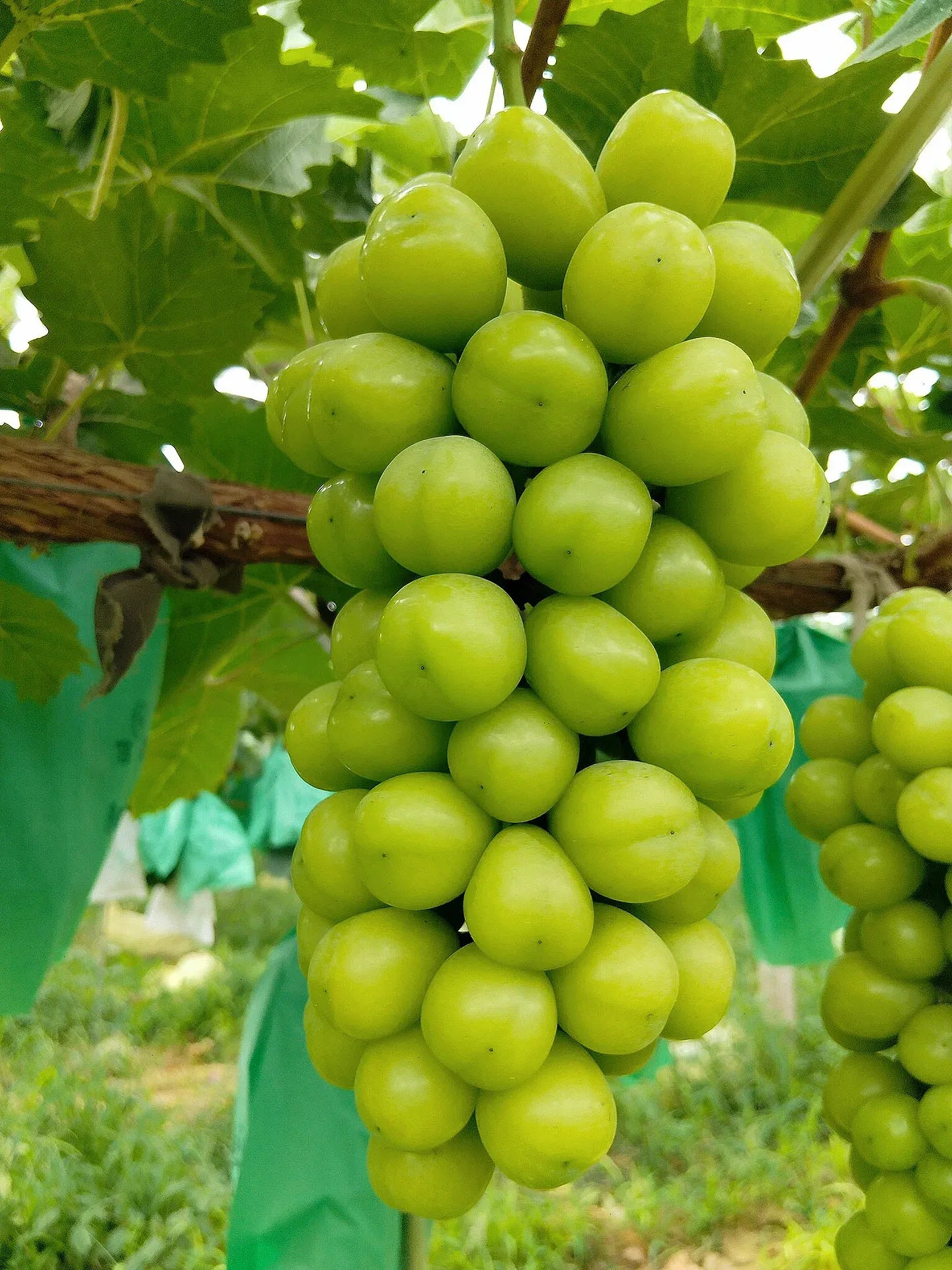 Shine Muscat Tree Seeds-Sunshine Rose Grape