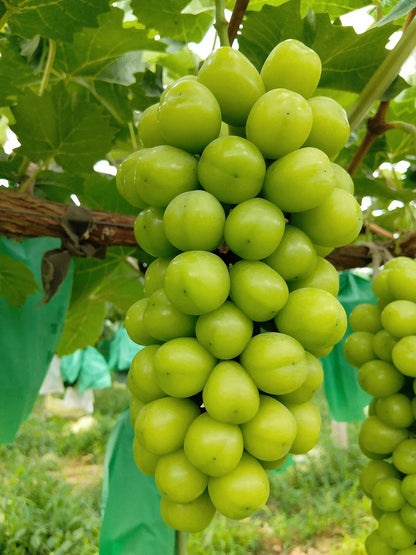 Shine Muscat Tree Seeds-Sunshine Rose Grape