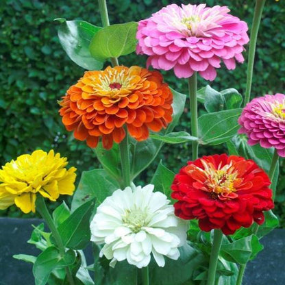 🌸 Fast-growing Blooms All Season - Zinnia Seeds Mix