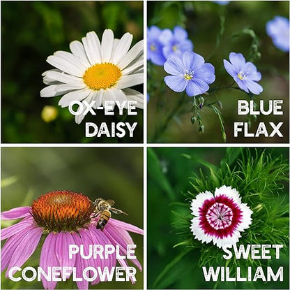 All Perennial Flower Seeds Mix