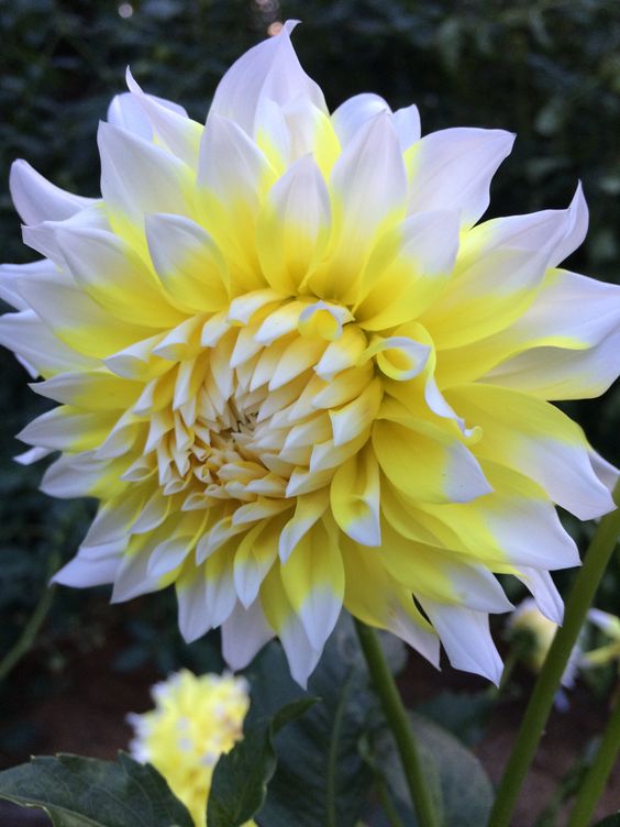 Dahlia Double Mix Garden Rare Flower Multi-colors