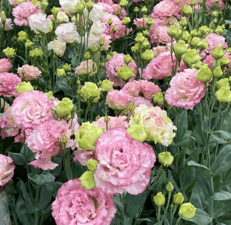 Eustoma Thornless Rose - Lisanthus Seeds