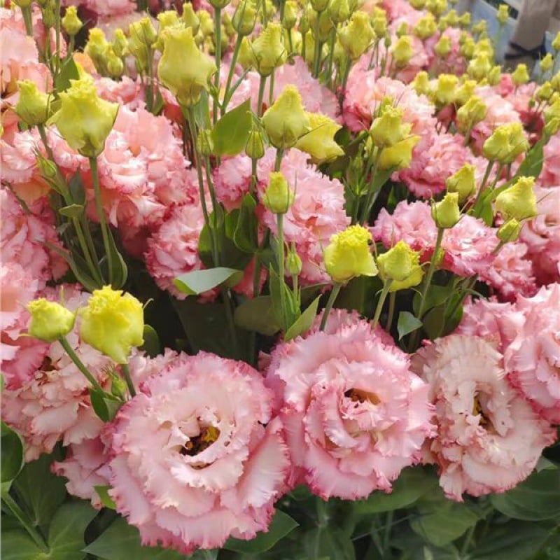 Eustoma Thornless Rose - Lisanthus Seeds
