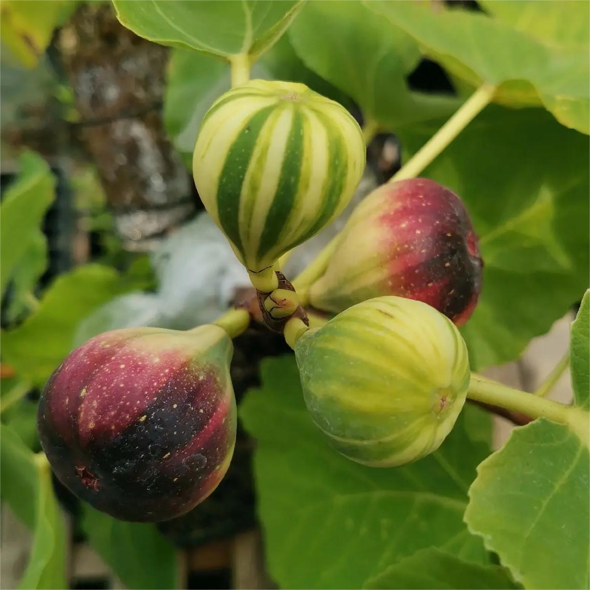 Rainbow Figs Seeds