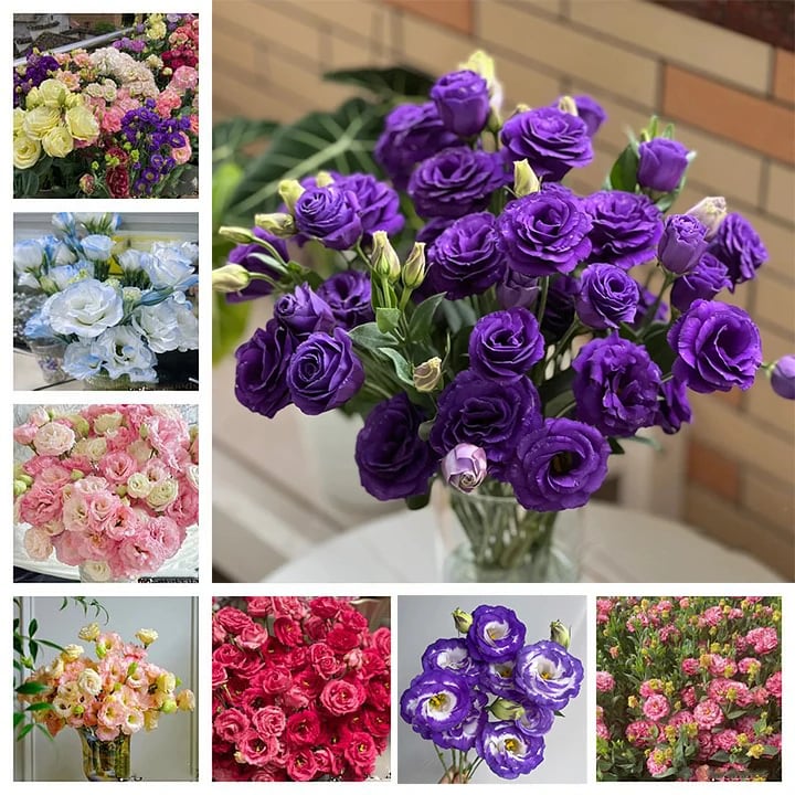 Eustoma Thornless Rose - Lisanthus Seeds