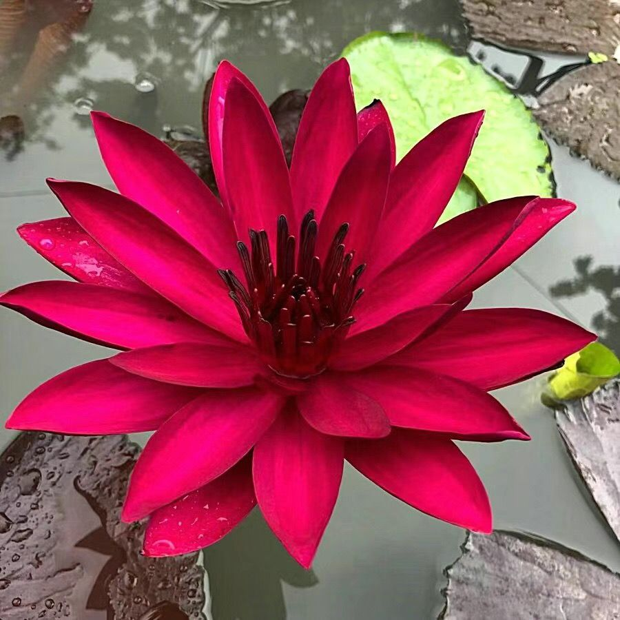 Water Lily Bulbs