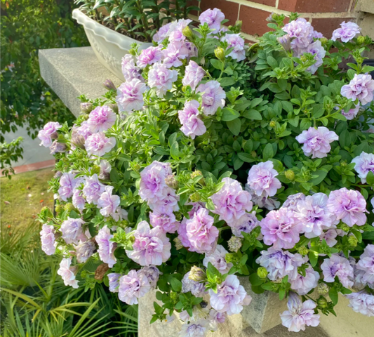 Flowers Seeds Petunia Pirouette Mix F1