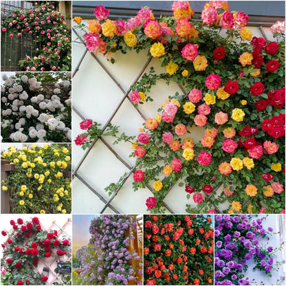 Climbing Rose Seeds🌹