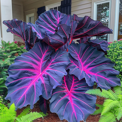 Pink&Black Giant Caladium Bulbs