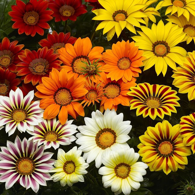 Mixed Gazania Seeds – Treasure Flower Blend