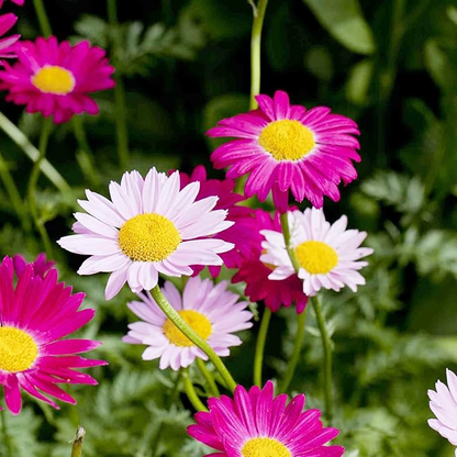 Pyrethrum Seeds Mixed Colors