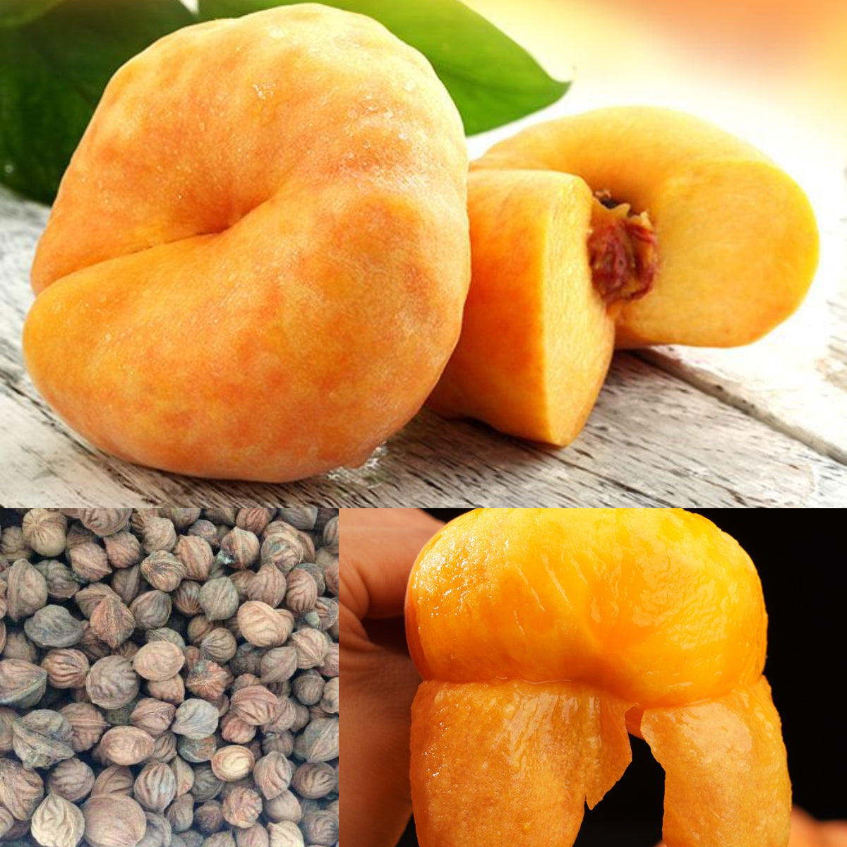 Golden Legend - Golden Peach Seeds