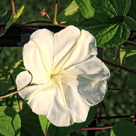 Moonlight Flower Seeds