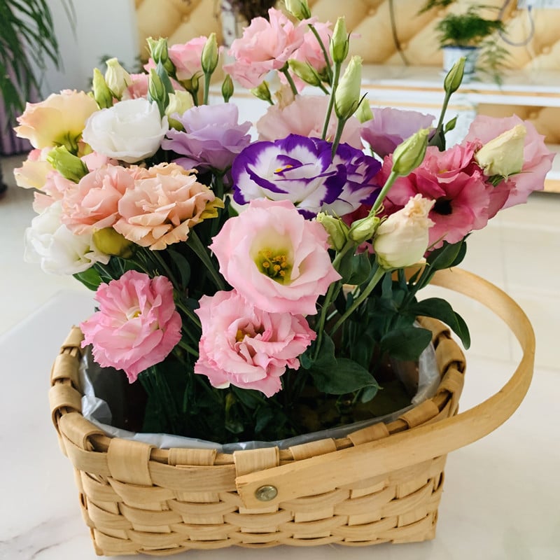 Eustoma Thornless Rose - Lisanthus Seeds