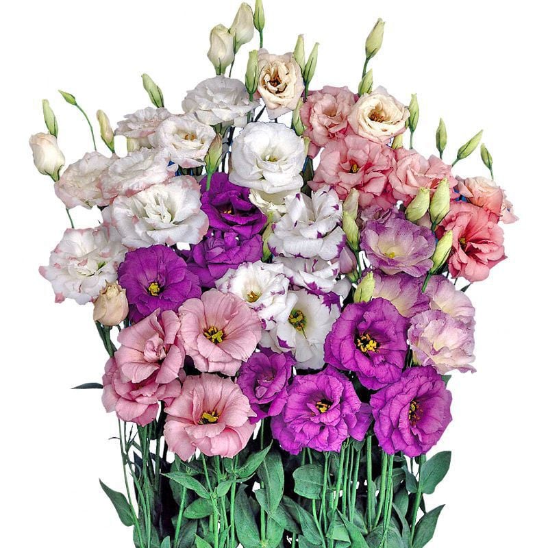 Eustoma Thornless Rose - Lisanthus Seeds