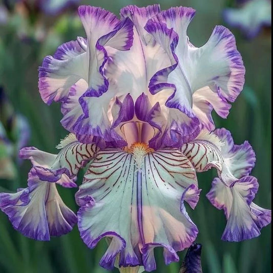 Ivory Bloom-Rare Iris Bulbs⚜️
