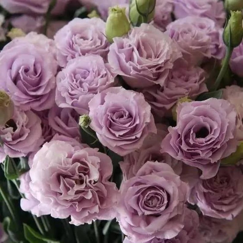 Eustoma Thornless Rose - Lisanthus Seeds