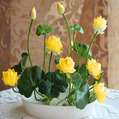 💖💖 The Premium Bonsai Lotus Flower Seeds - Non-GMO Heirloom Water Garden Plant
