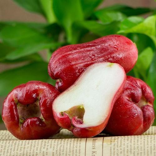 Wax-apple Fruit Seeds 100% Germination Rate