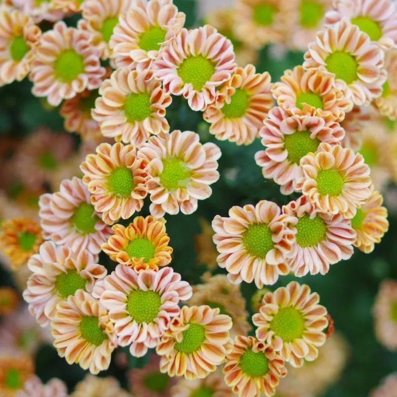 Bellis Perennis 'Mini Daisy' Seeds