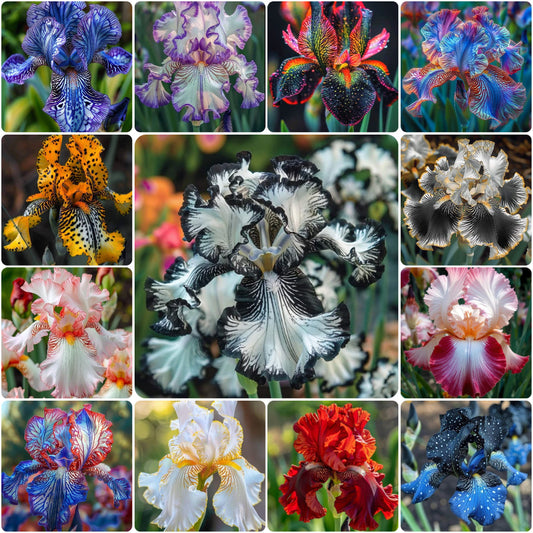 Cotton Candy Dream-Rare Iris Bulbs⚜️