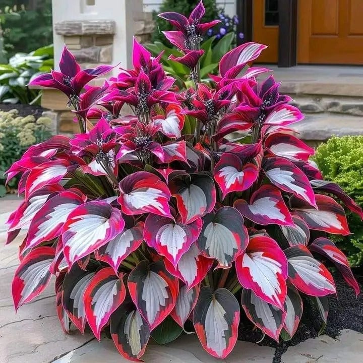 🌿 Midnight Blue Hosta Bulbs – Rare Deep-Toned Foliage for Shady Garden Spaces