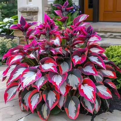 🌿 Midnight Blue Hosta Bulbs – Rare Deep-Toned Foliage for Shady Garden Spaces