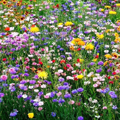 Summer Hardy Wildflower Seeds – Thrive in Heat, Bloom All Year Long,Flower Sea☀️