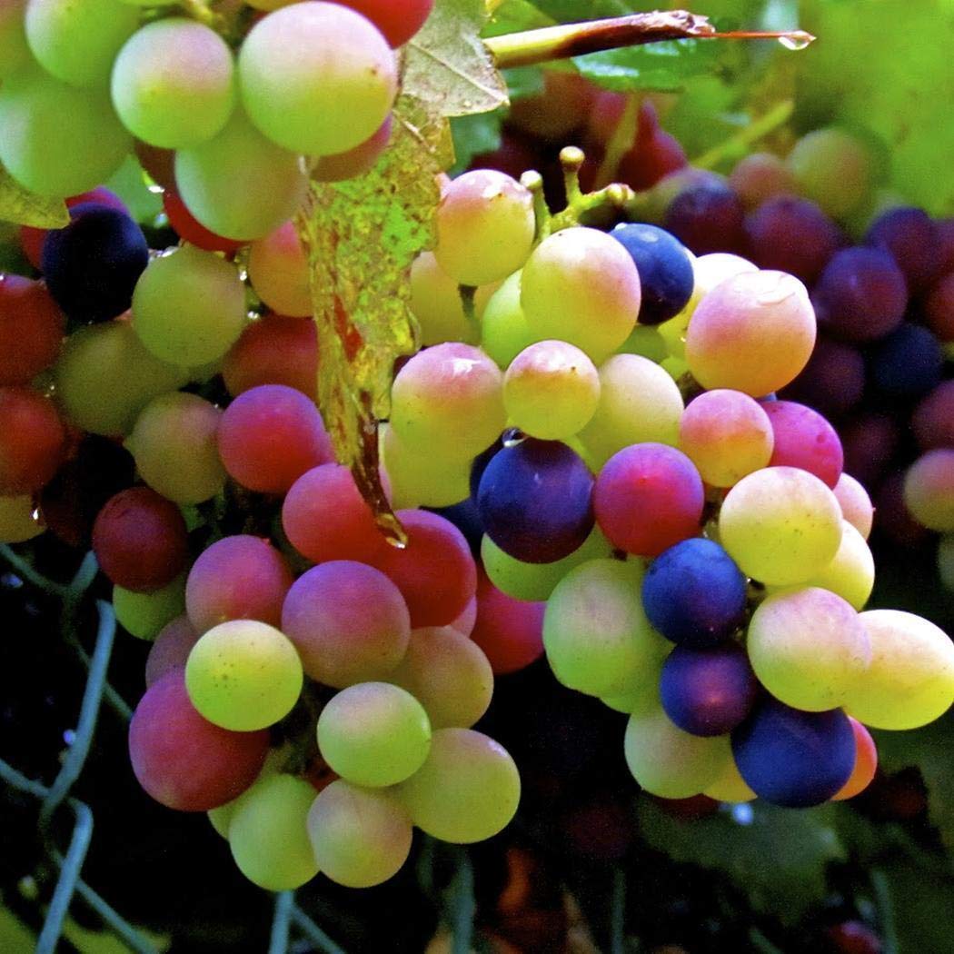 Rare Rainbow Hybrid Grape Seeds Organic
