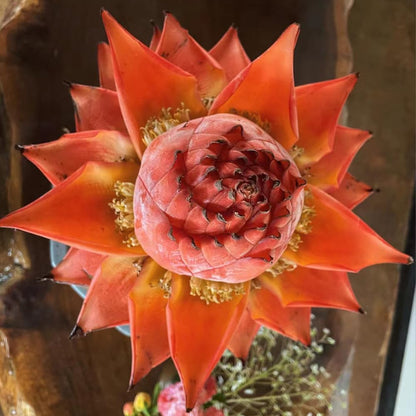 Golden Red Lotus Seeds: Embrace Tranquility with Every Bloom