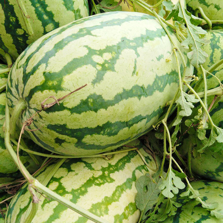 🍉 Lazy Watermelon Seeds | Grow Sweet Watermelons with Minimal Effort