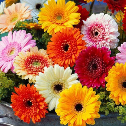 Groundcover-Daisy Seeds