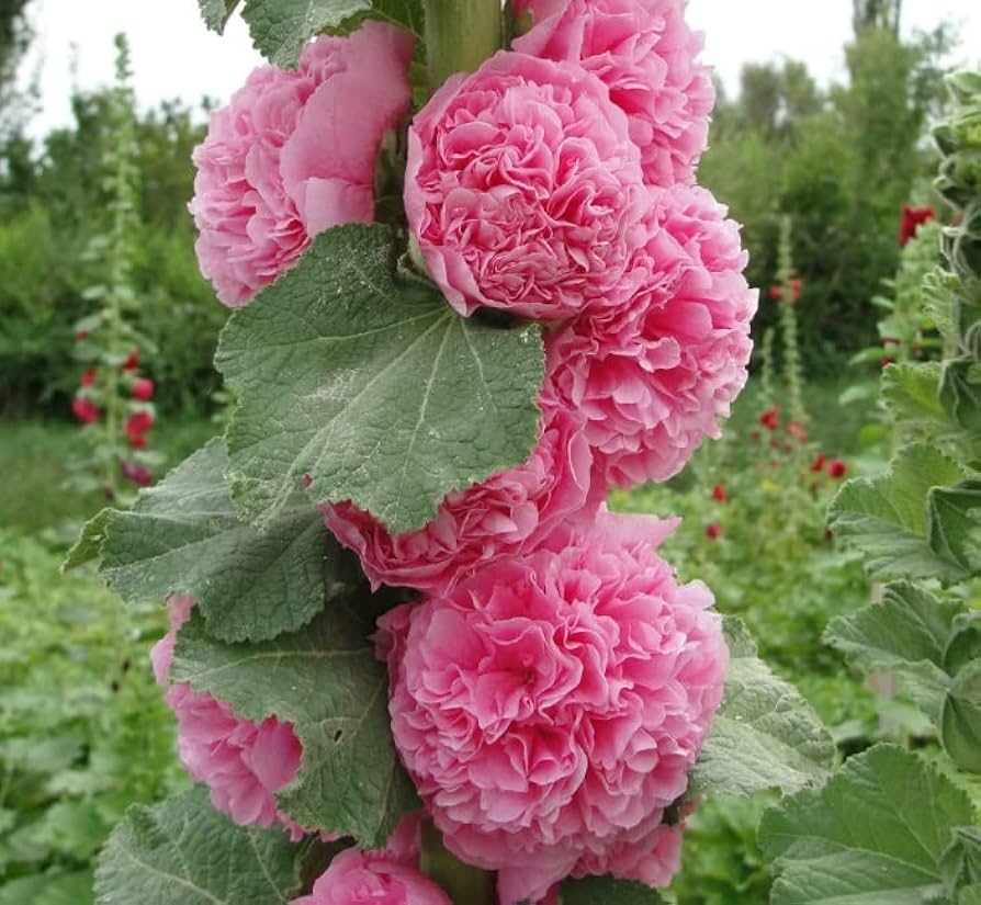 Double Hollyhock Seeds