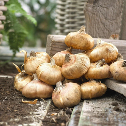 Gladiolus Flower Bulbs - Mixed