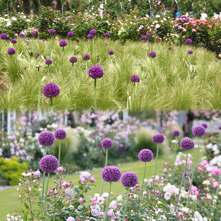 Purple ornamental Allium flowers mixed with grasses and roses