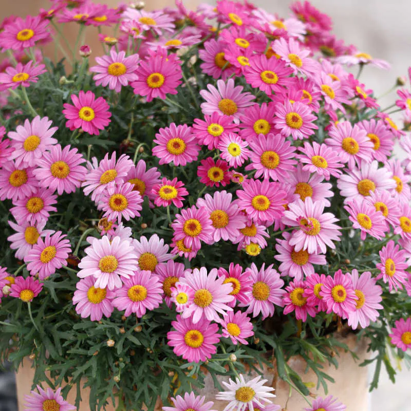 Pyrethrum Seeds Mixed Colors