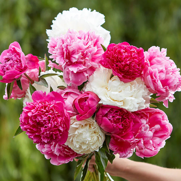 Peony Seeds Mix Colors