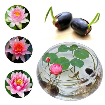 💖💖 The Premium Bonsai Lotus Flower Seeds - Non-GMO Heirloom Water Garden Plant